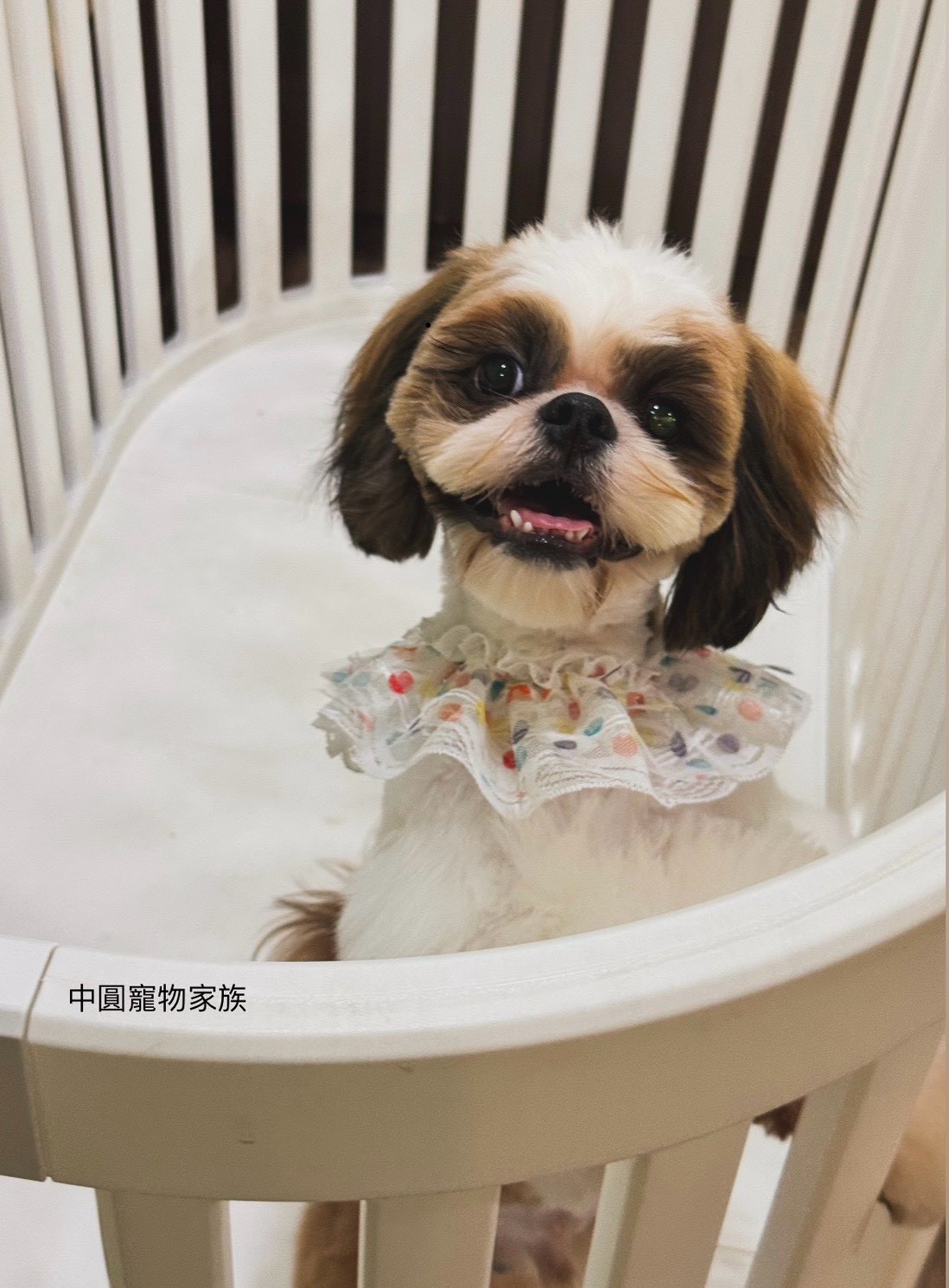 中圓寵物家族／雙色西施犬