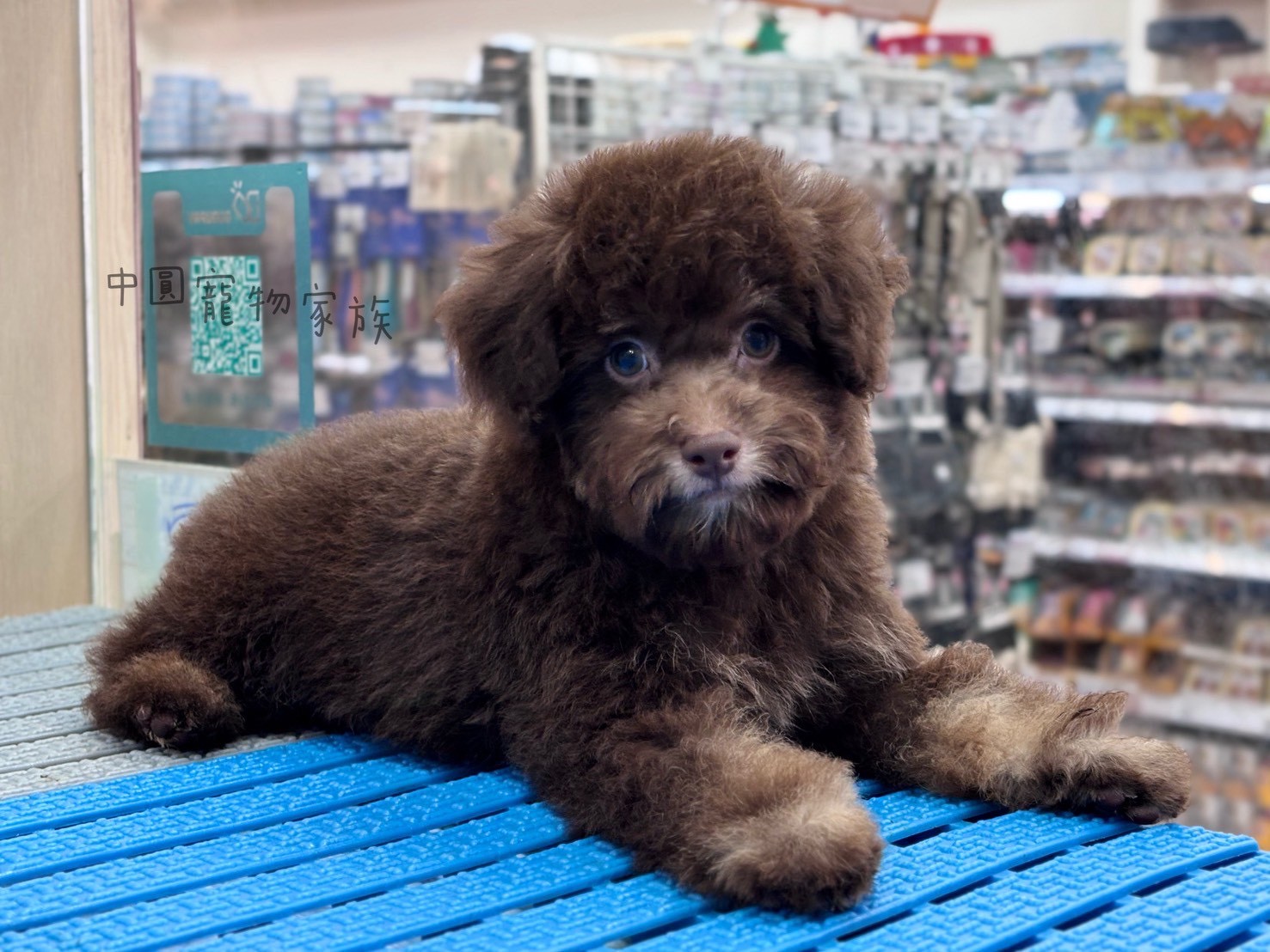 中圓寵物家族／巧克力幽靈貴賓犬