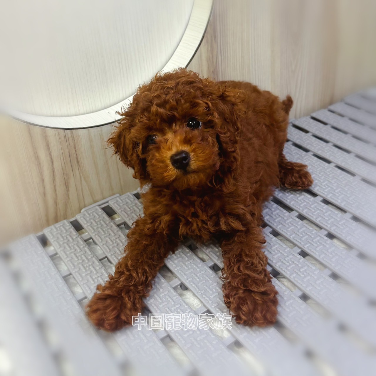 中圓寵物家族／紅貴賓