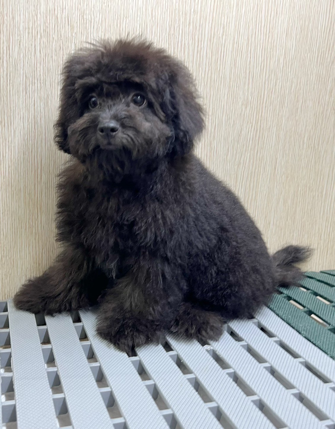 中圓寵物家族／灰貴賓