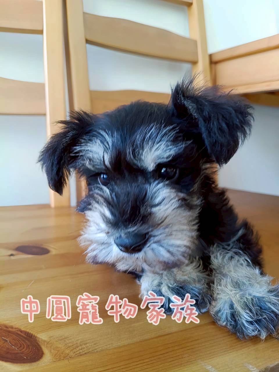 中圓寵物家族／黑蓋雪納瑞