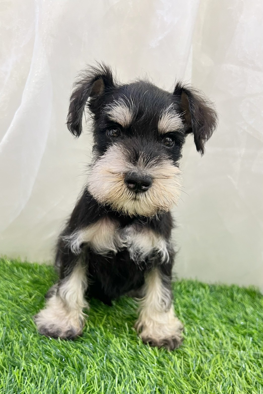 中圓寵物家族／黑蓋雪納瑞