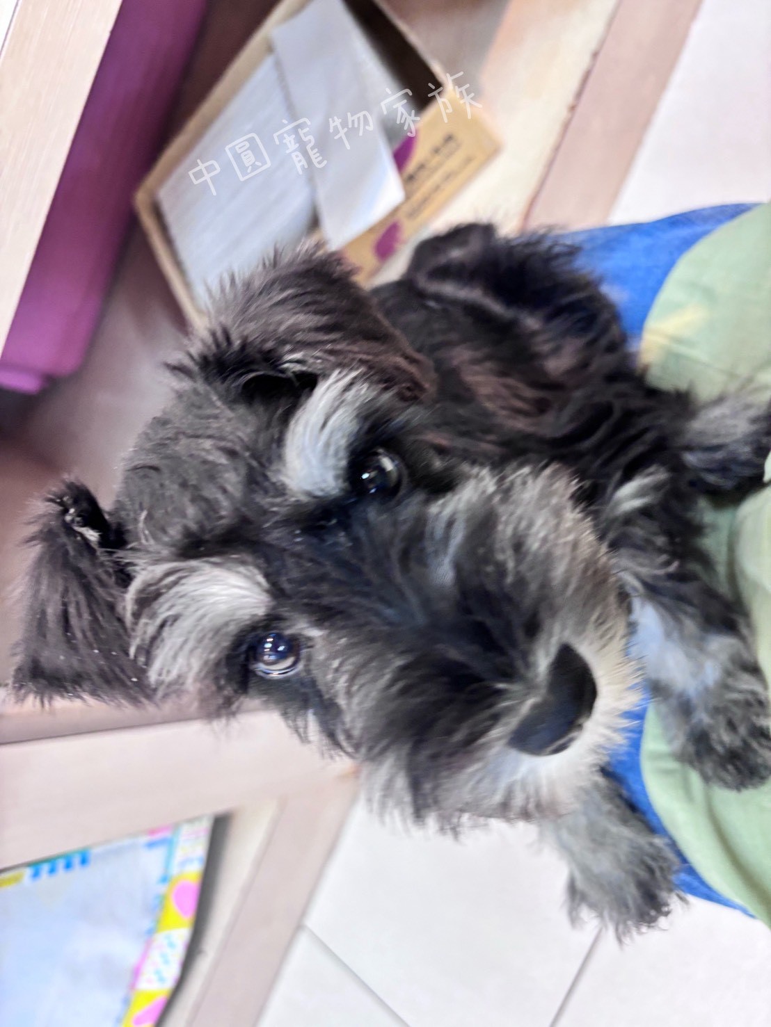 中圓寵物家族／黑蓋雪納瑞