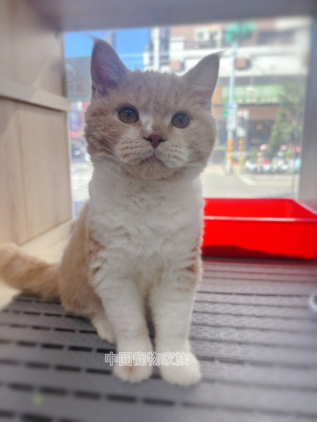 中圓寵物家族／奶油賽爾凱克捲毛貓