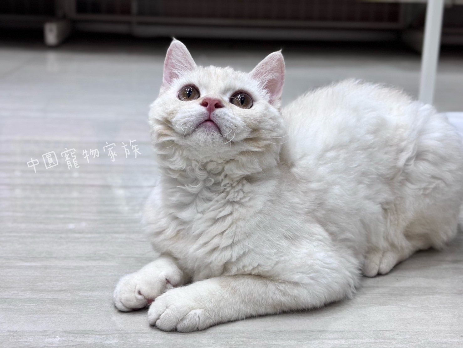 中圓寵物家族／凱米爾賽爾凱克捲毛貓