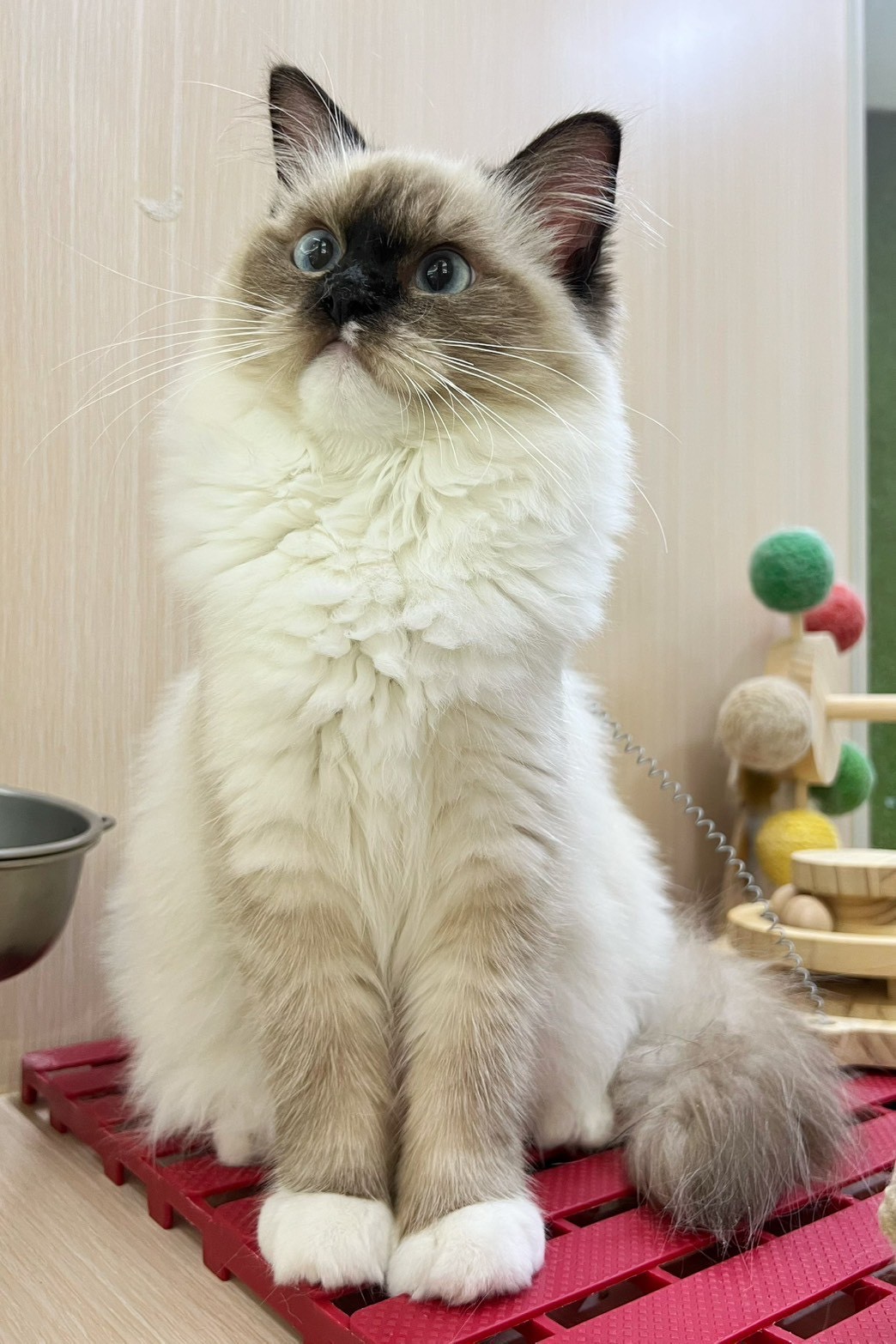 中圓寵物家族／海豹重點布偶貓