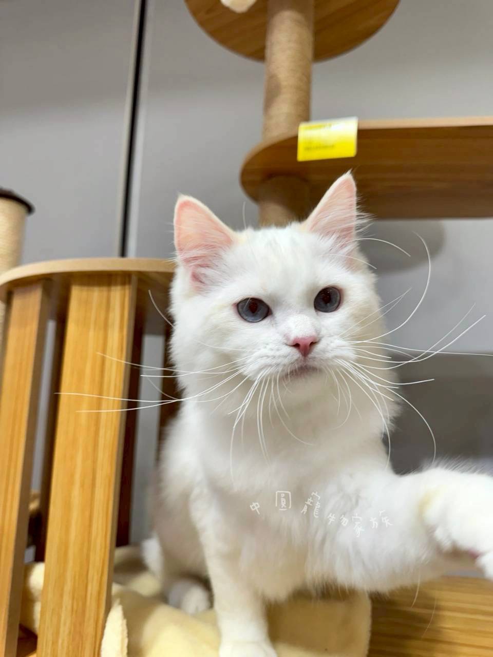 中圓寵物家族／火焰布偶貓