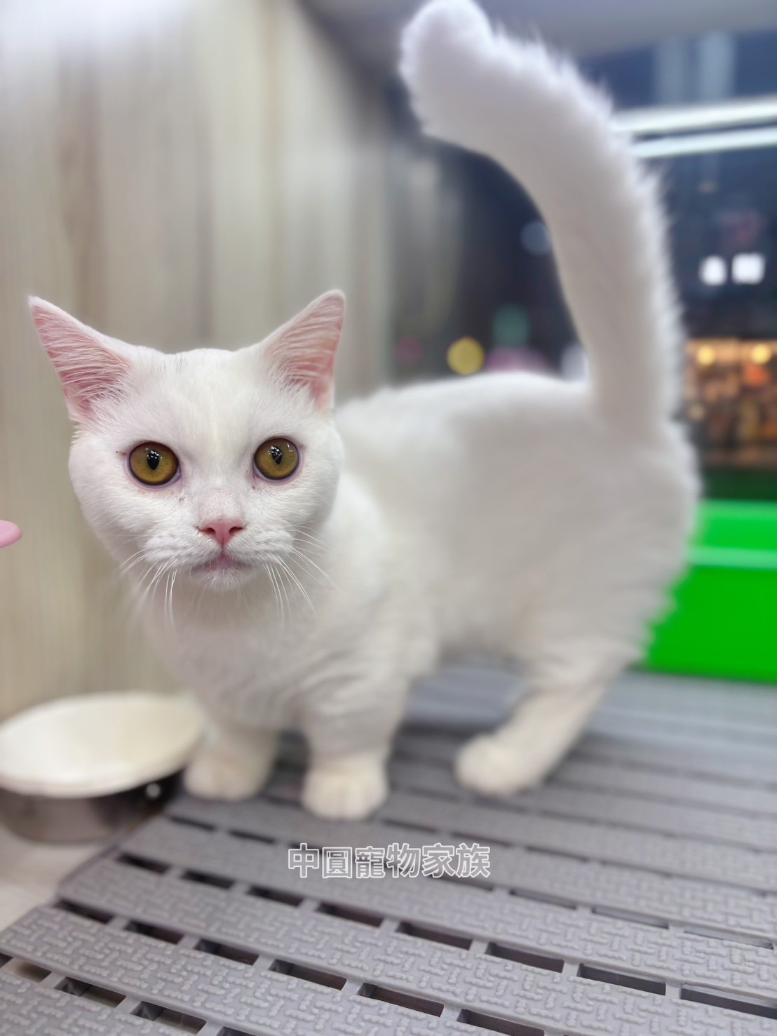 中圓寵物家族／白色曼赤肯