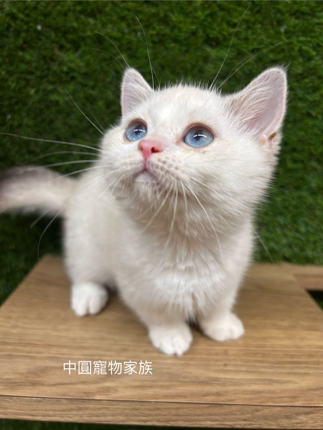 中圓寵物家族／海豹重點色曼赤肯