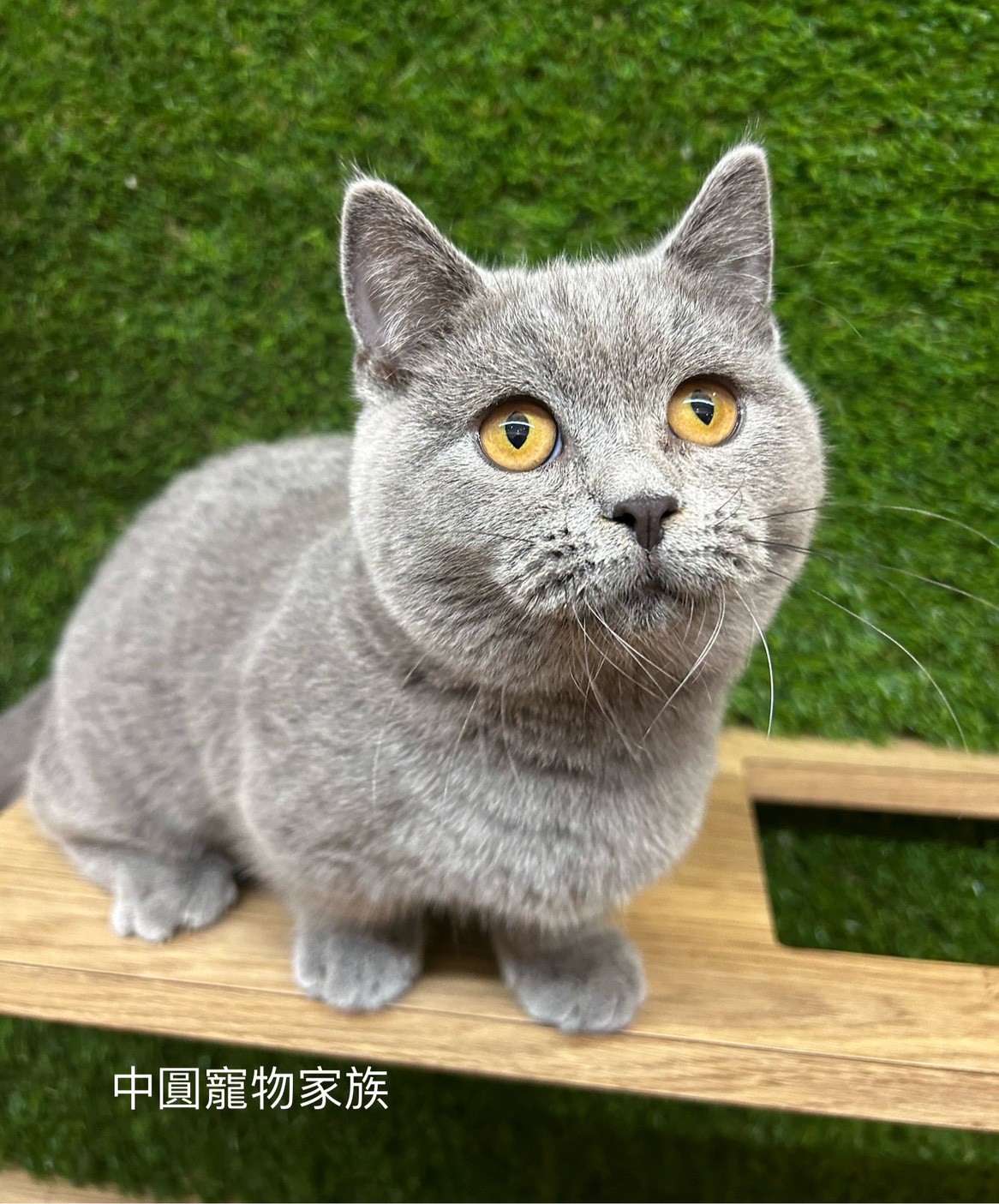 中圓寵物家族／藍色曼赤肯