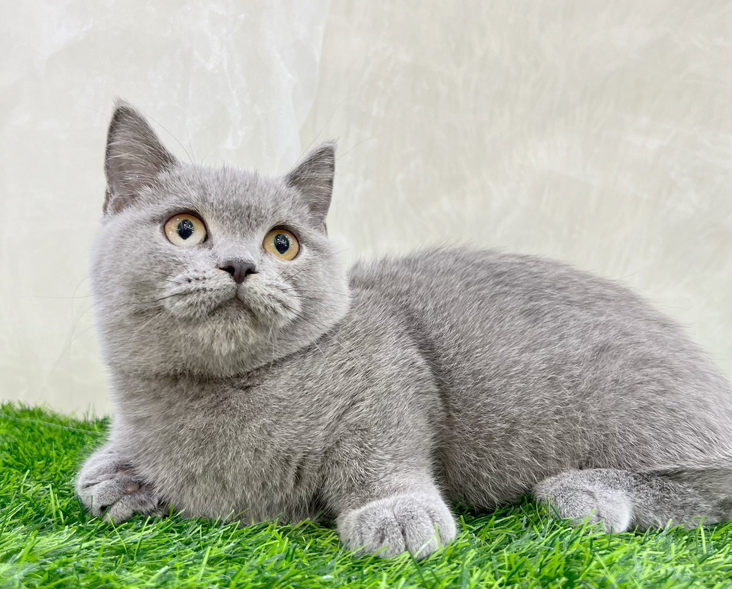 中圓寵物家族／藍色曼赤肯