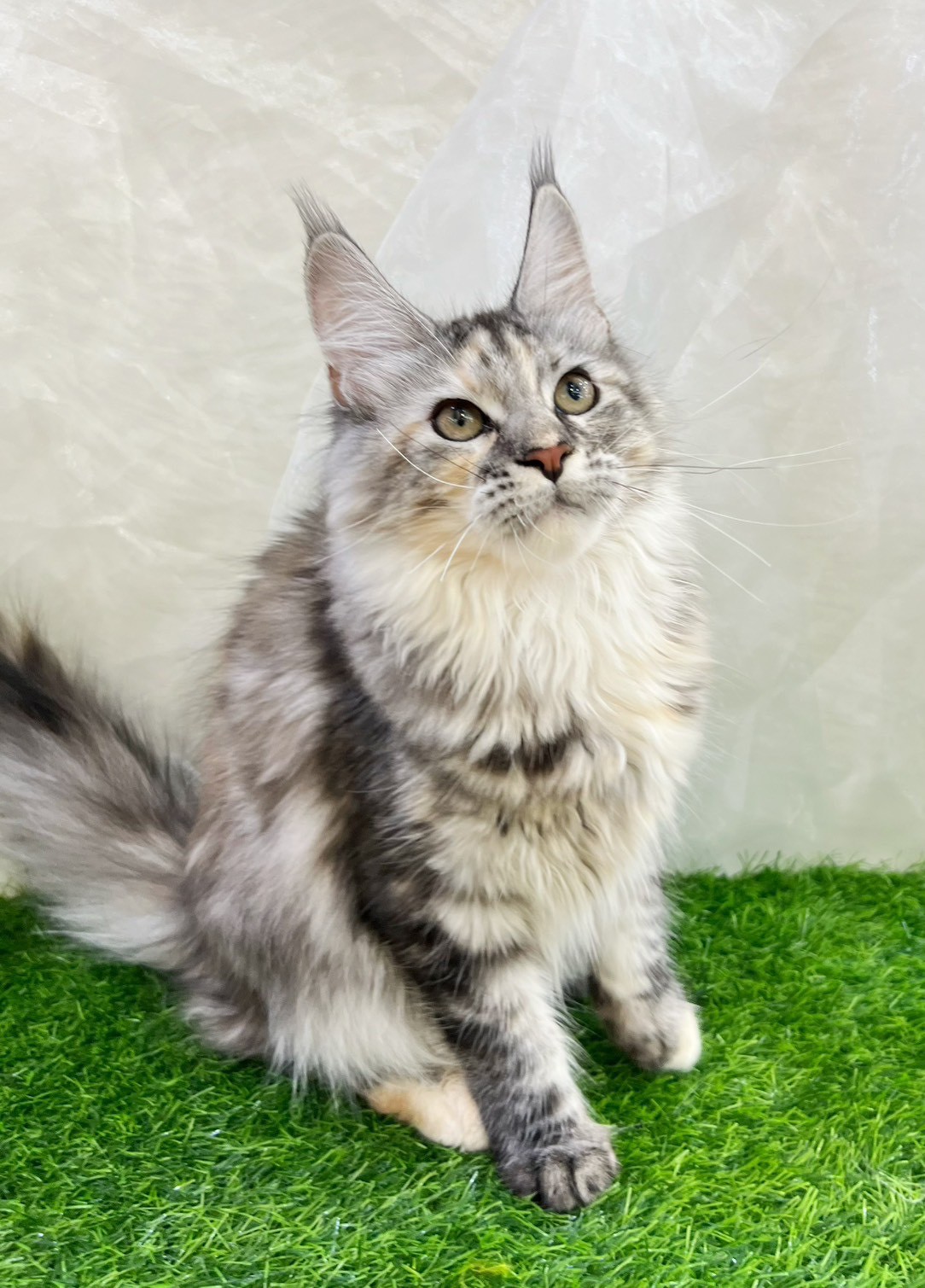 中圓寵物家族／銀虎斑緬因