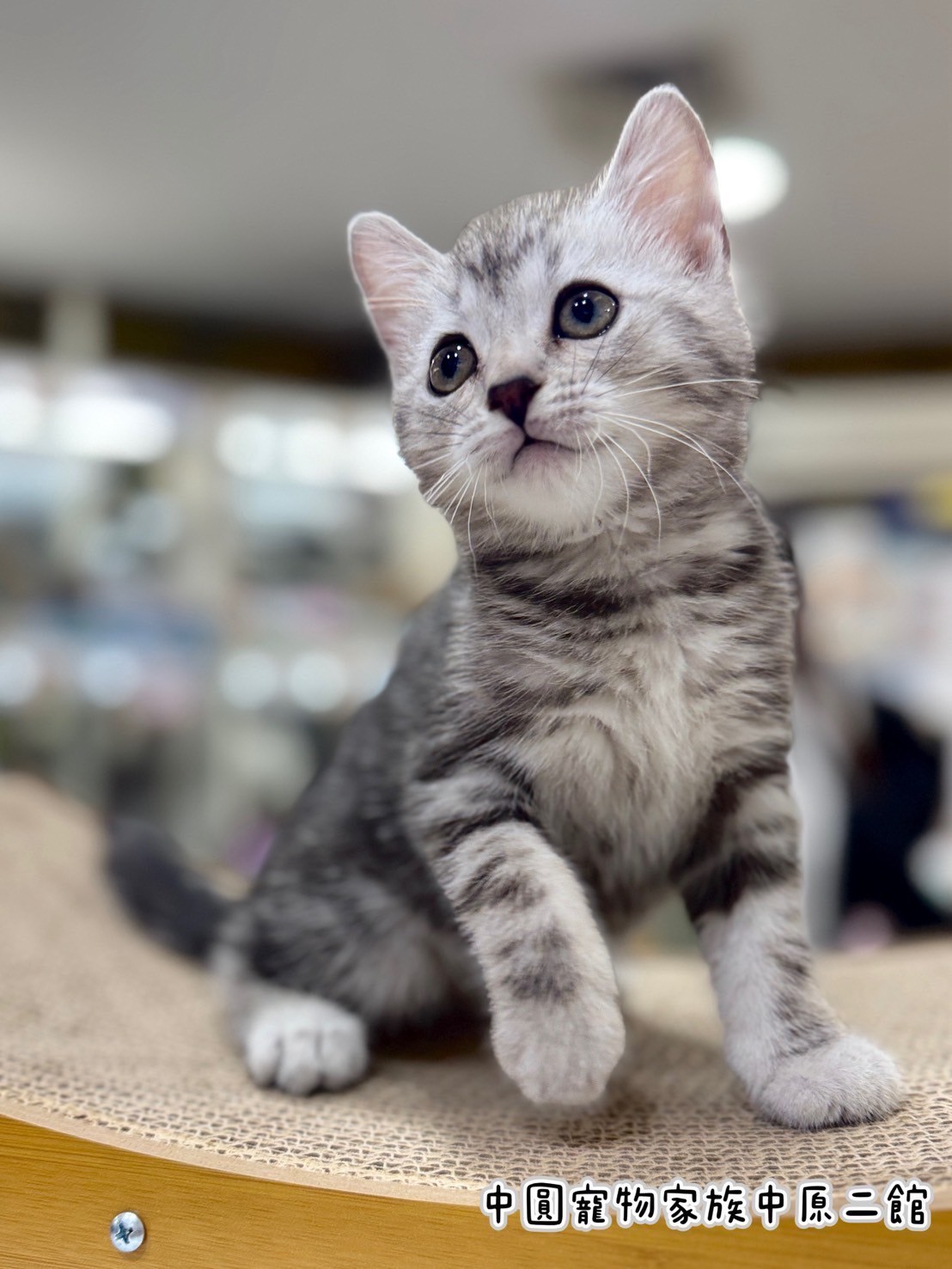 中圓寵物家族／銀白美國短毛貓