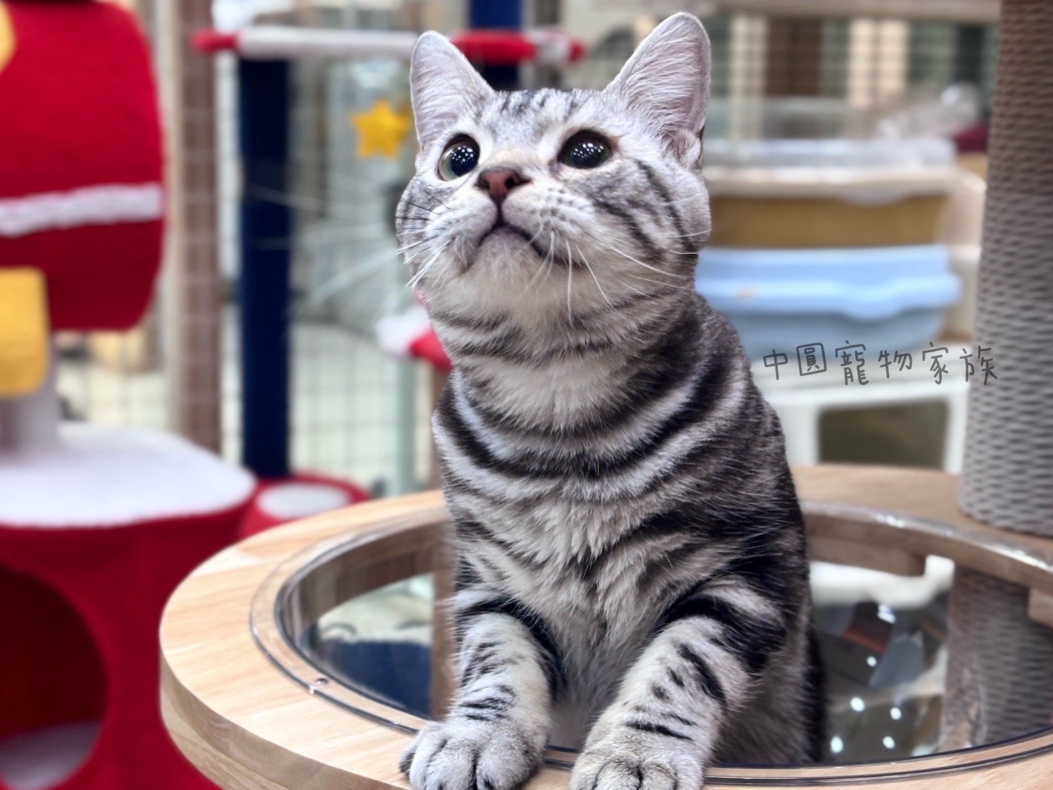 中圓寵物家族／銀白美國短毛貓