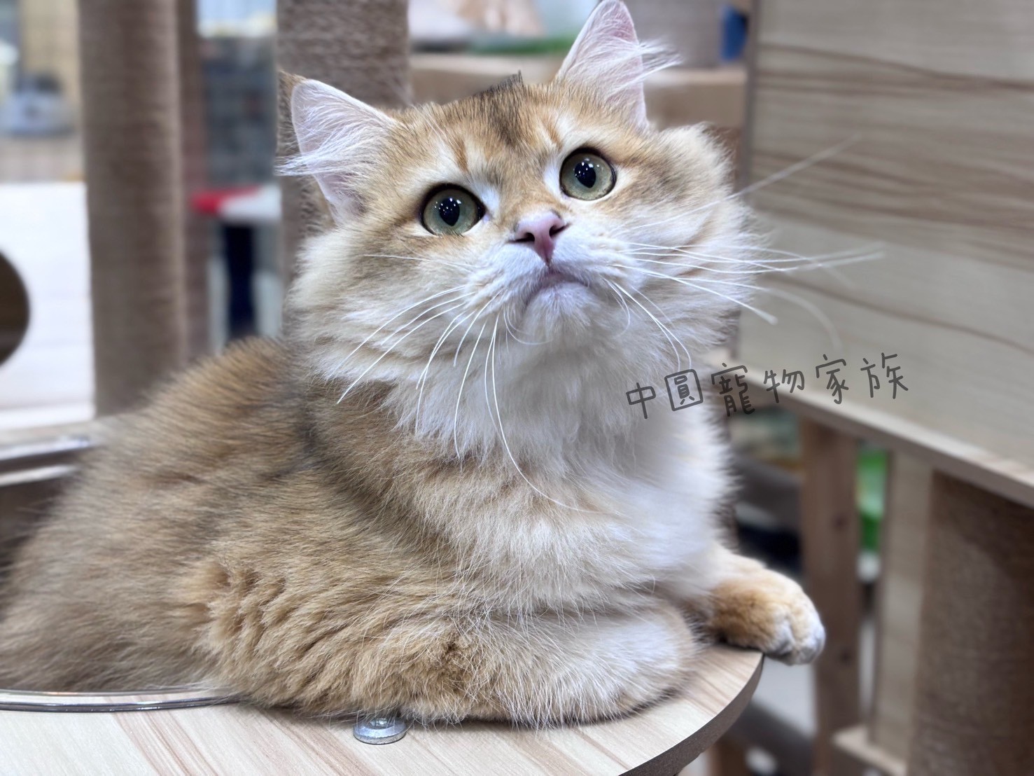 中圓寵物家族／金漸層英國長毛貓