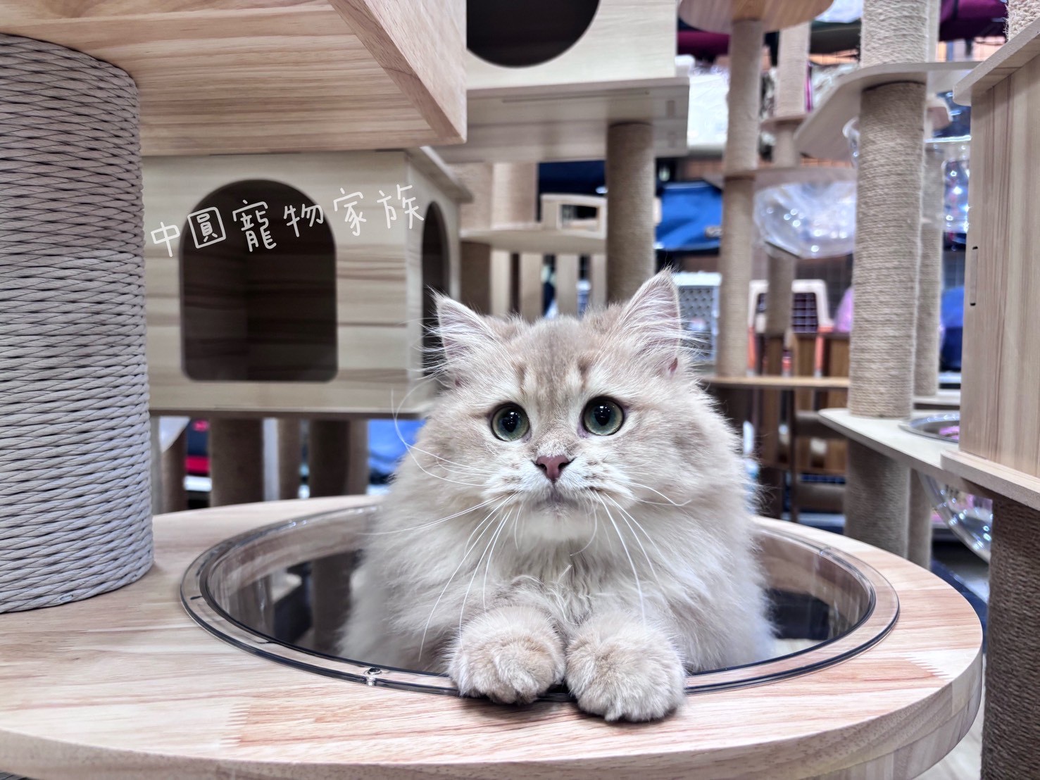 中圓寵物家族／紫金漸層英國長毛貓