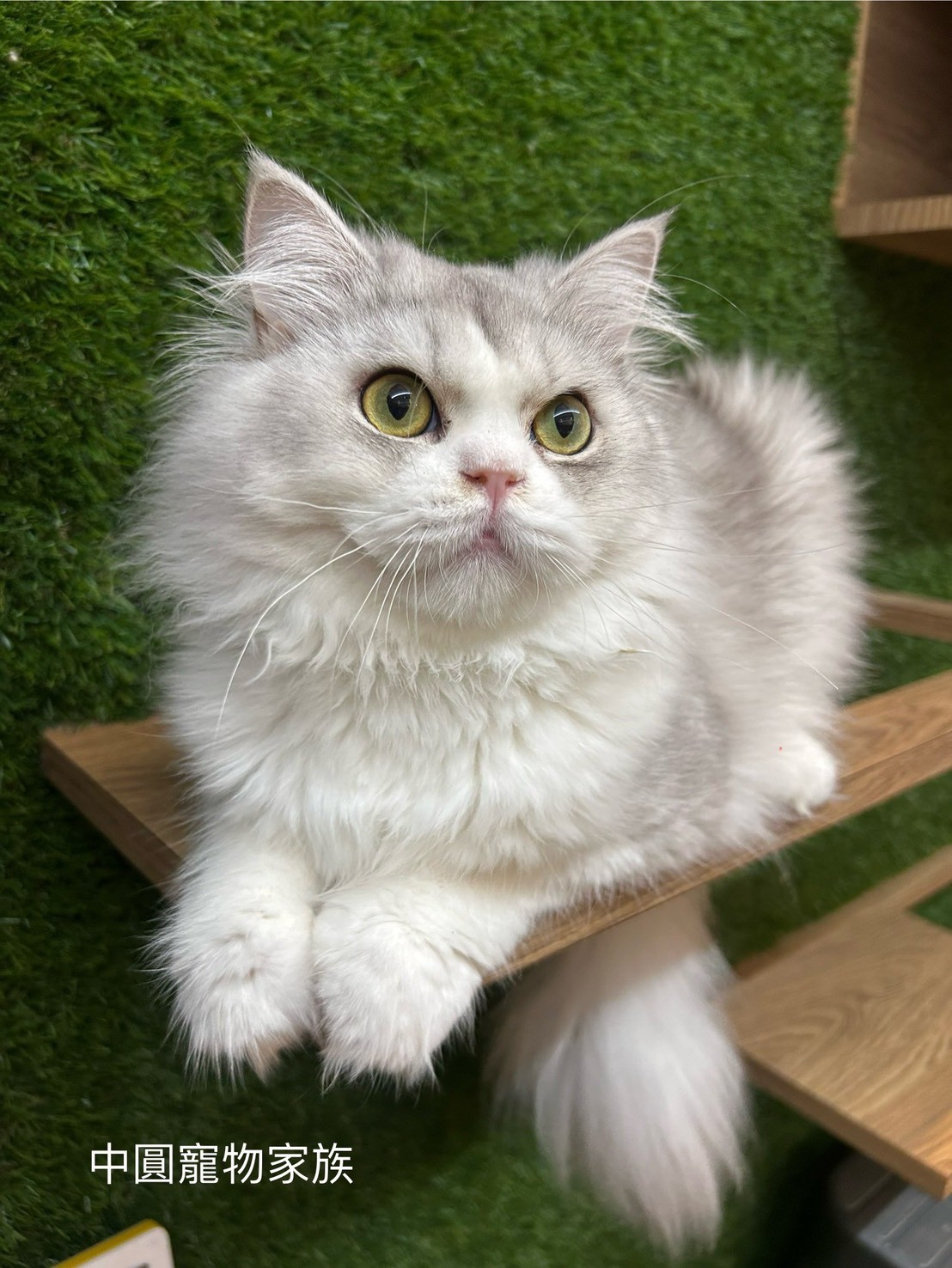 中圓寵物家族／銀白英國長毛貓