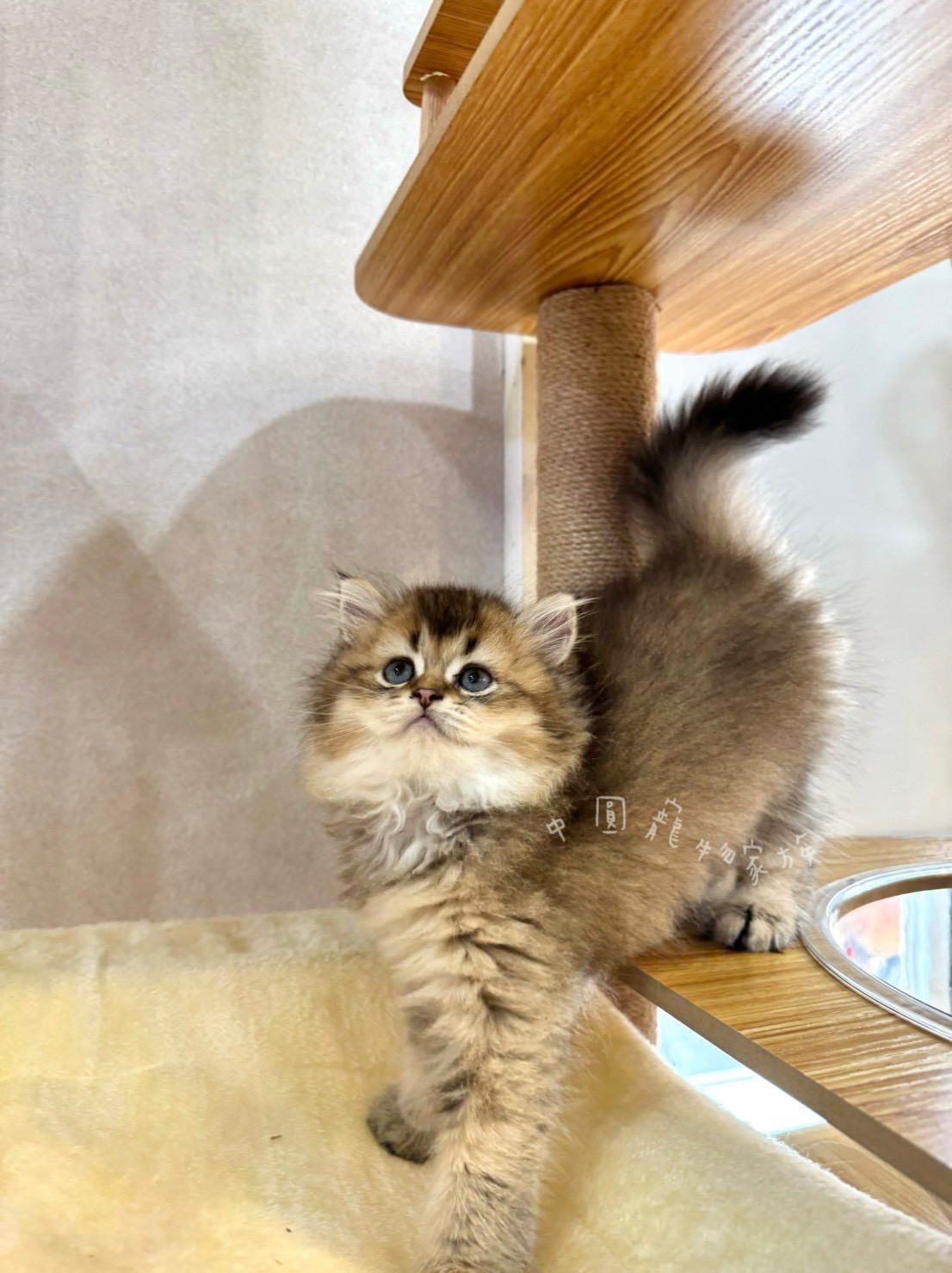 中圓寵物家族／漸層英國長毛貓