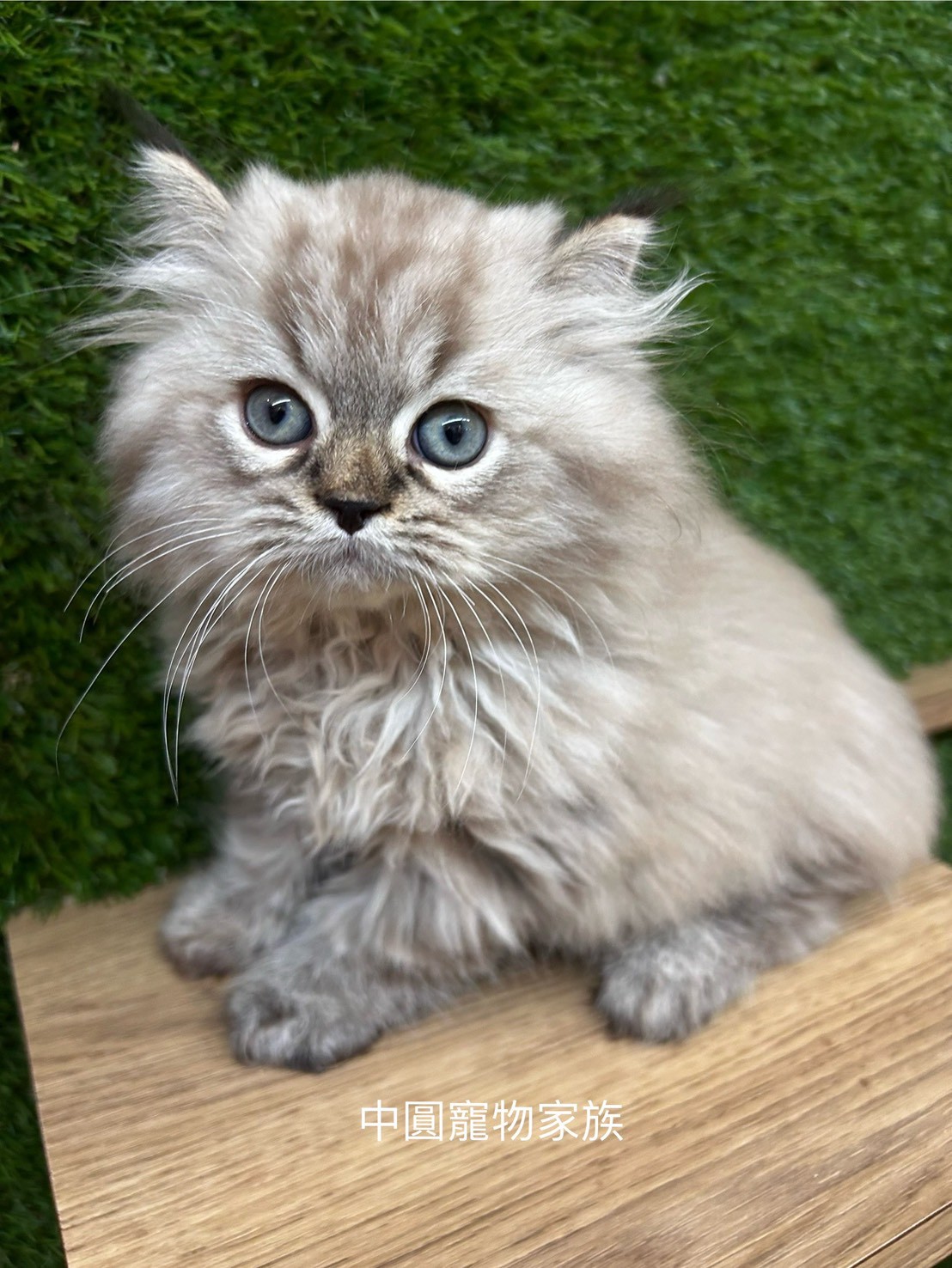 中圓寵物家族／山貓紋英國長毛貓