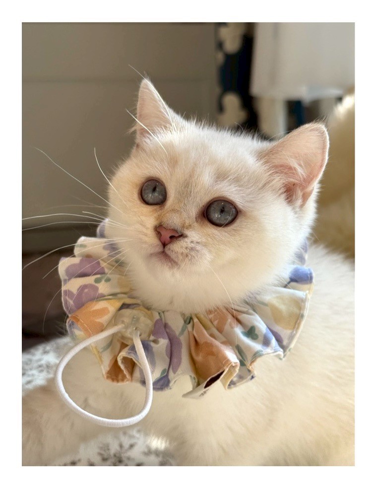 小東尼英短貓舍／銀漸層重點色英國短毛貓