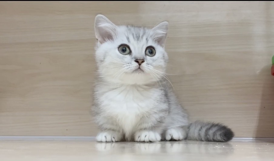 喵仔鋪貓舍／曼赤肯