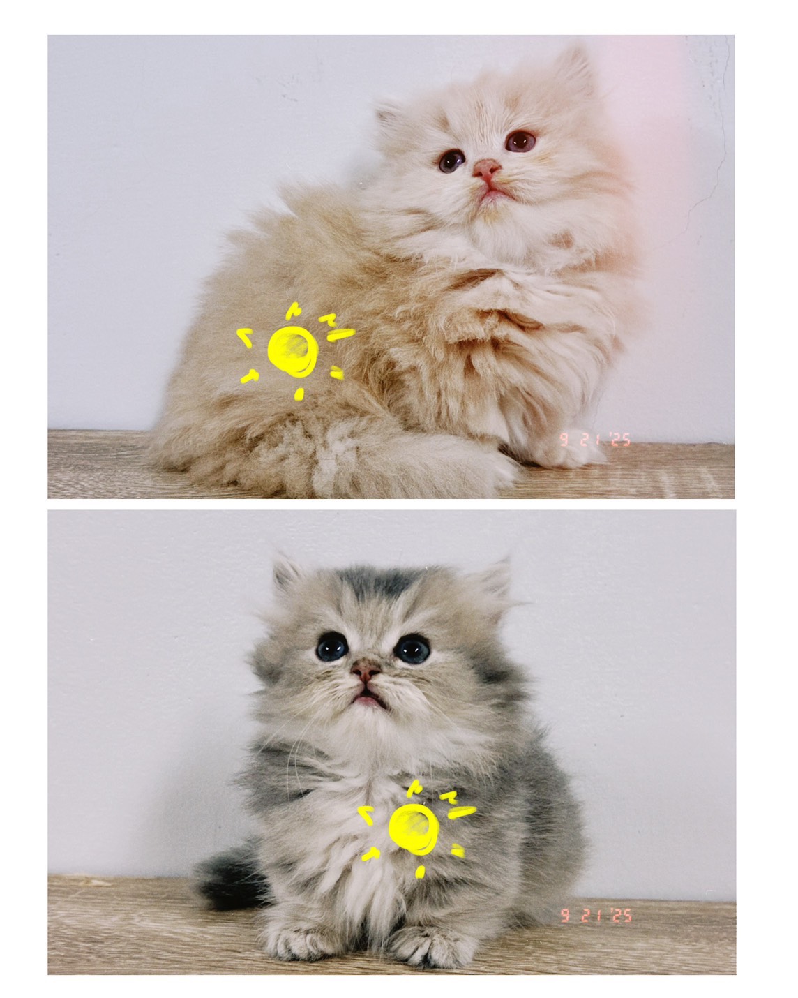 喵仔鋪貓舍／小步舞曲