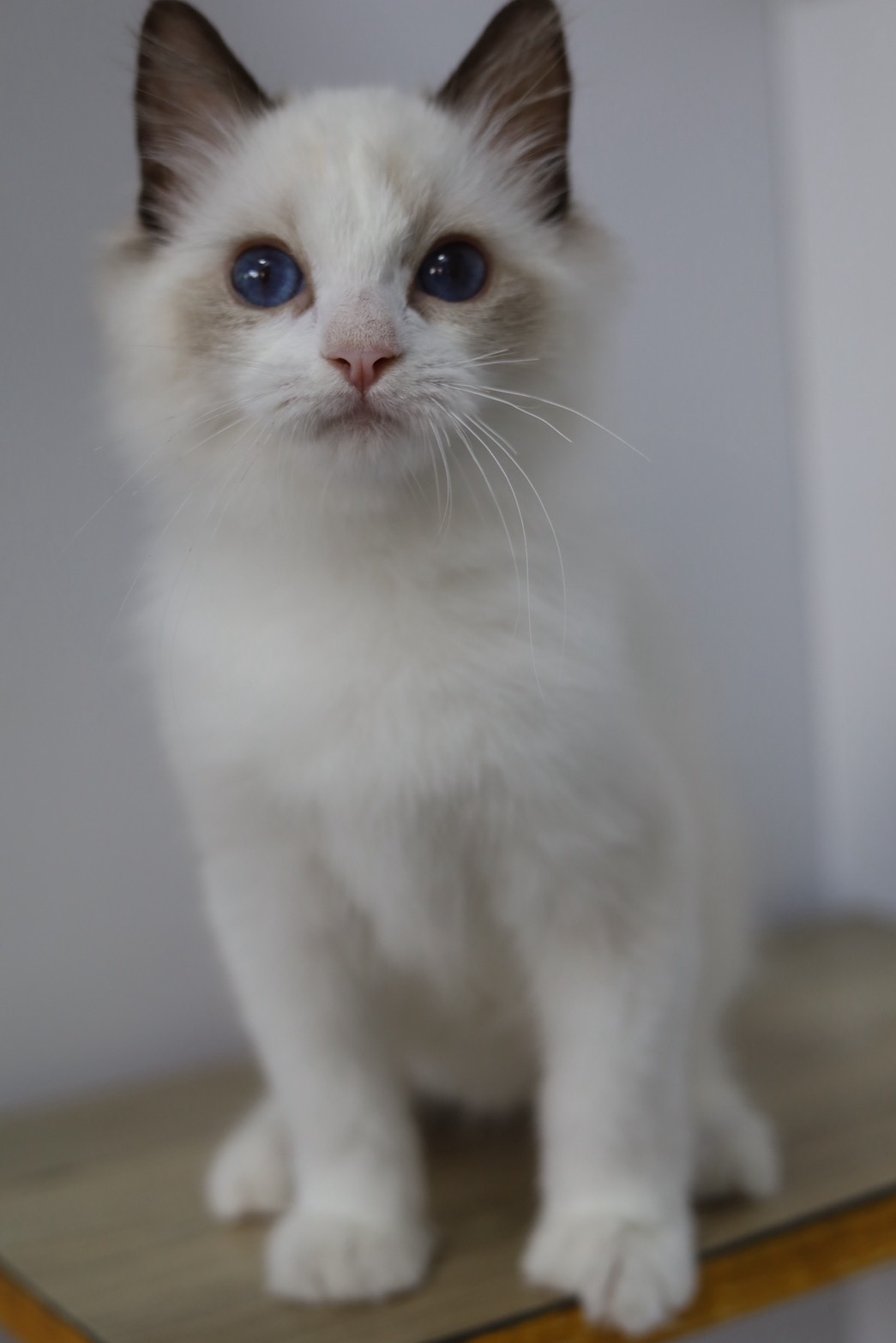 琥珀布偶貓舍／海豹雙色布偶貓