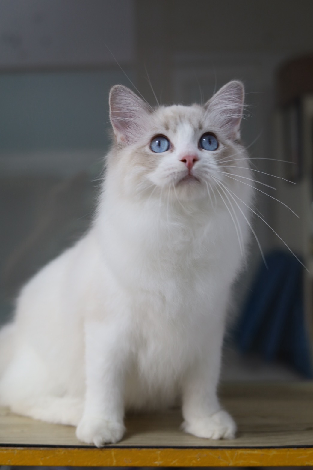 琥珀布偶貓舍／藍雙色山貓紋布偶貓