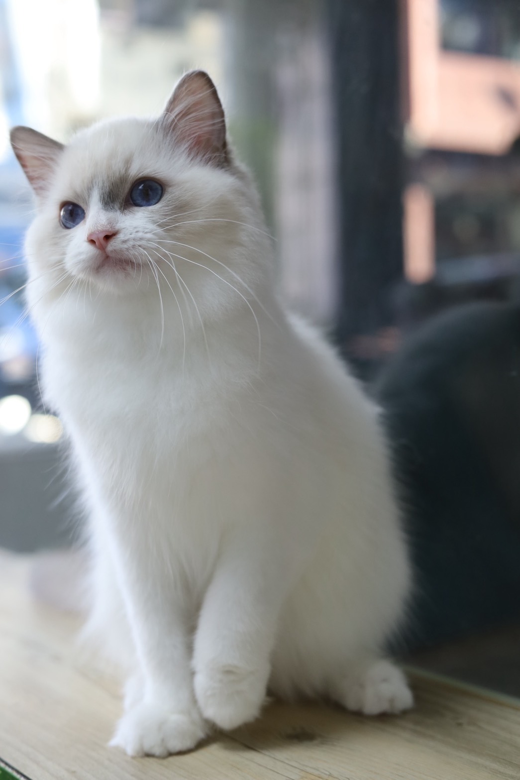 琥珀布偶貓舍／藍雙色布偶貓