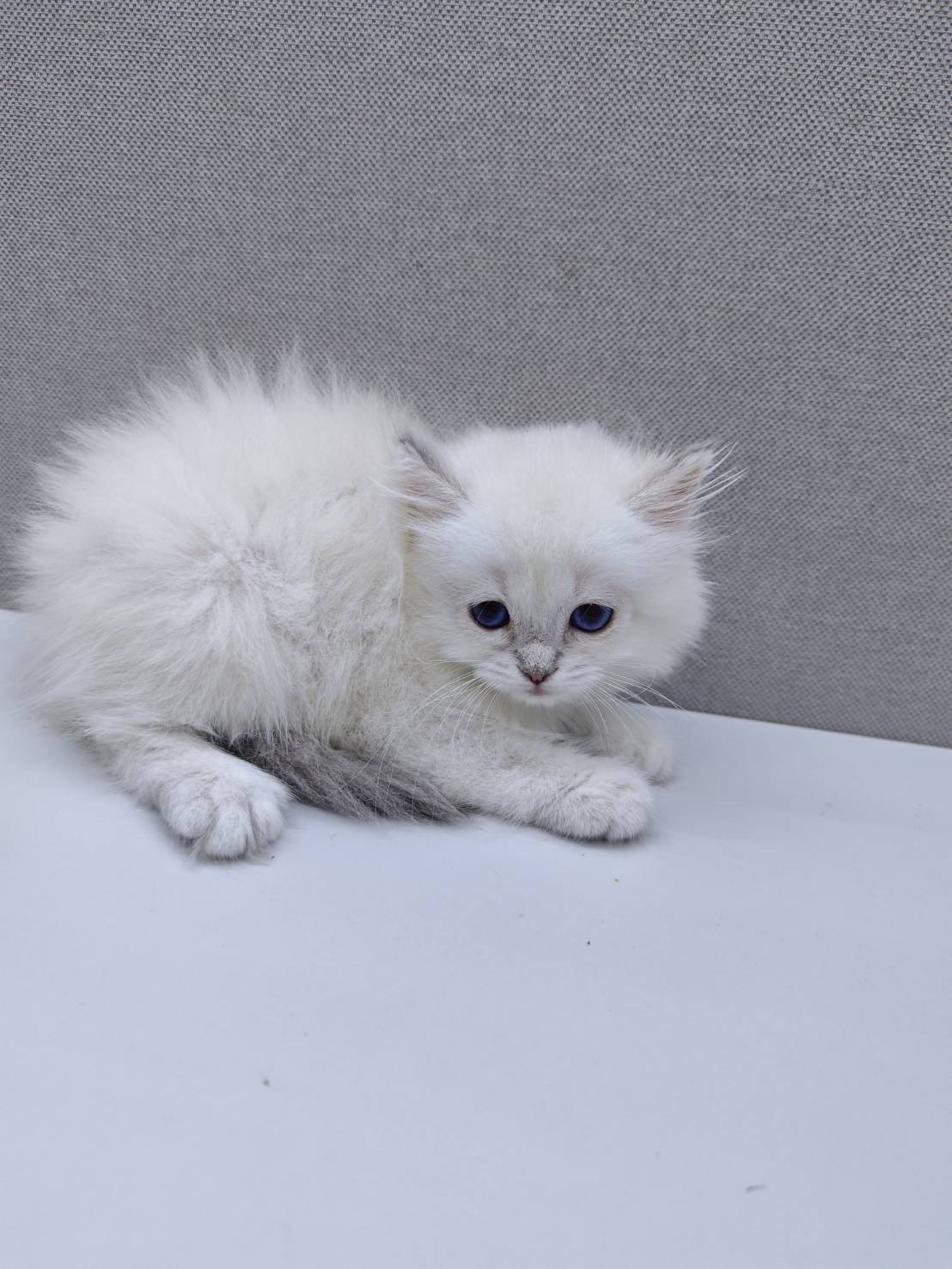 天使貓園／布偶貓