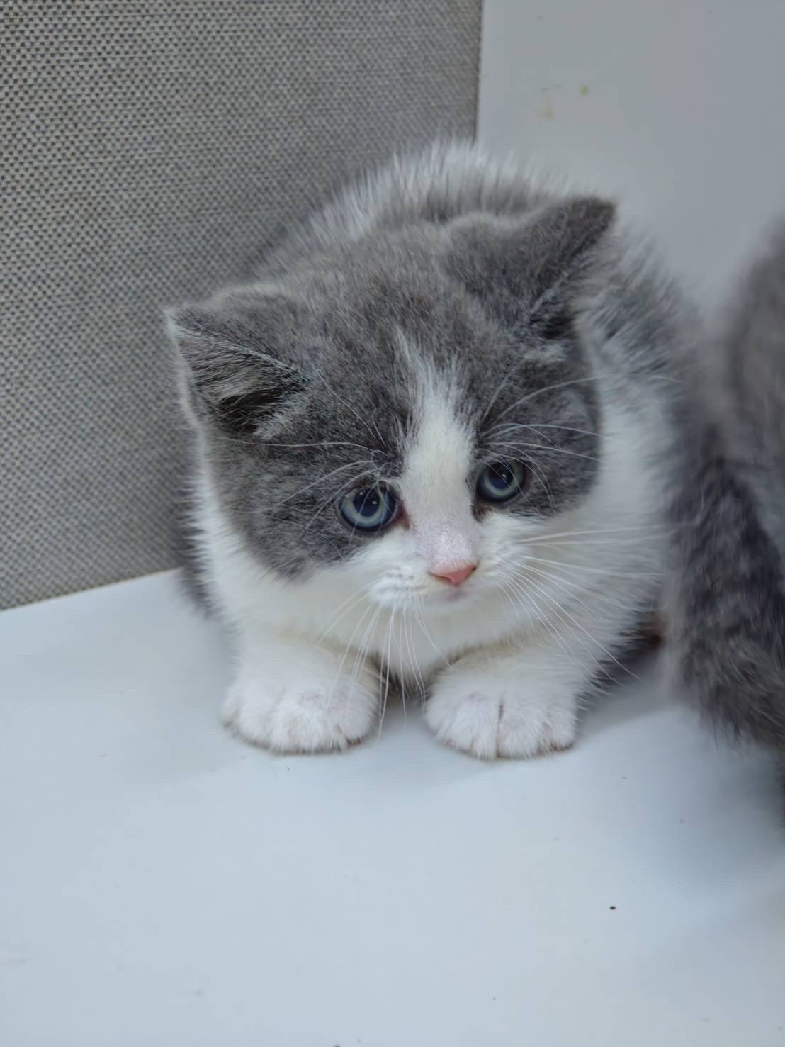 天使貓園／藍白英國短毛貓