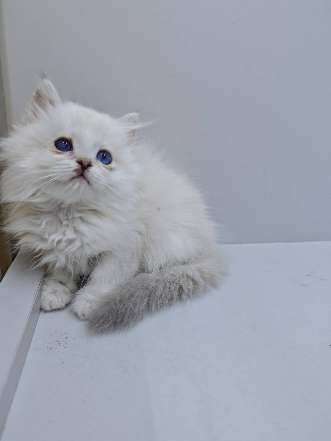 天使貓園／布偶貓