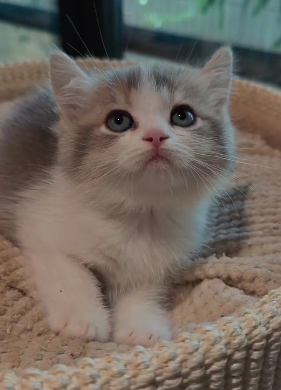 天使貓園／金加白漸層英國短毛貓
