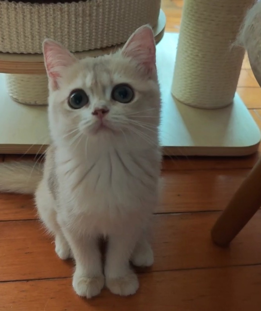 天使貓園／藍金漸層英國短毛貓