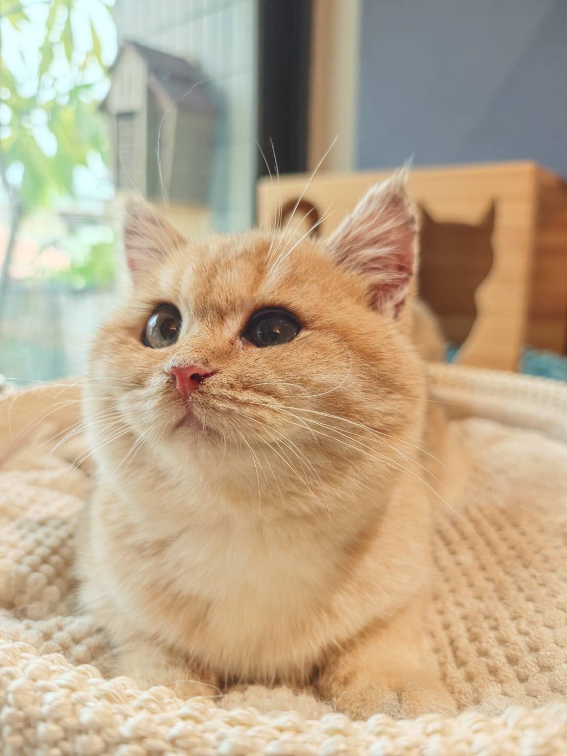 天使貓園／金漸層英國短毛貓