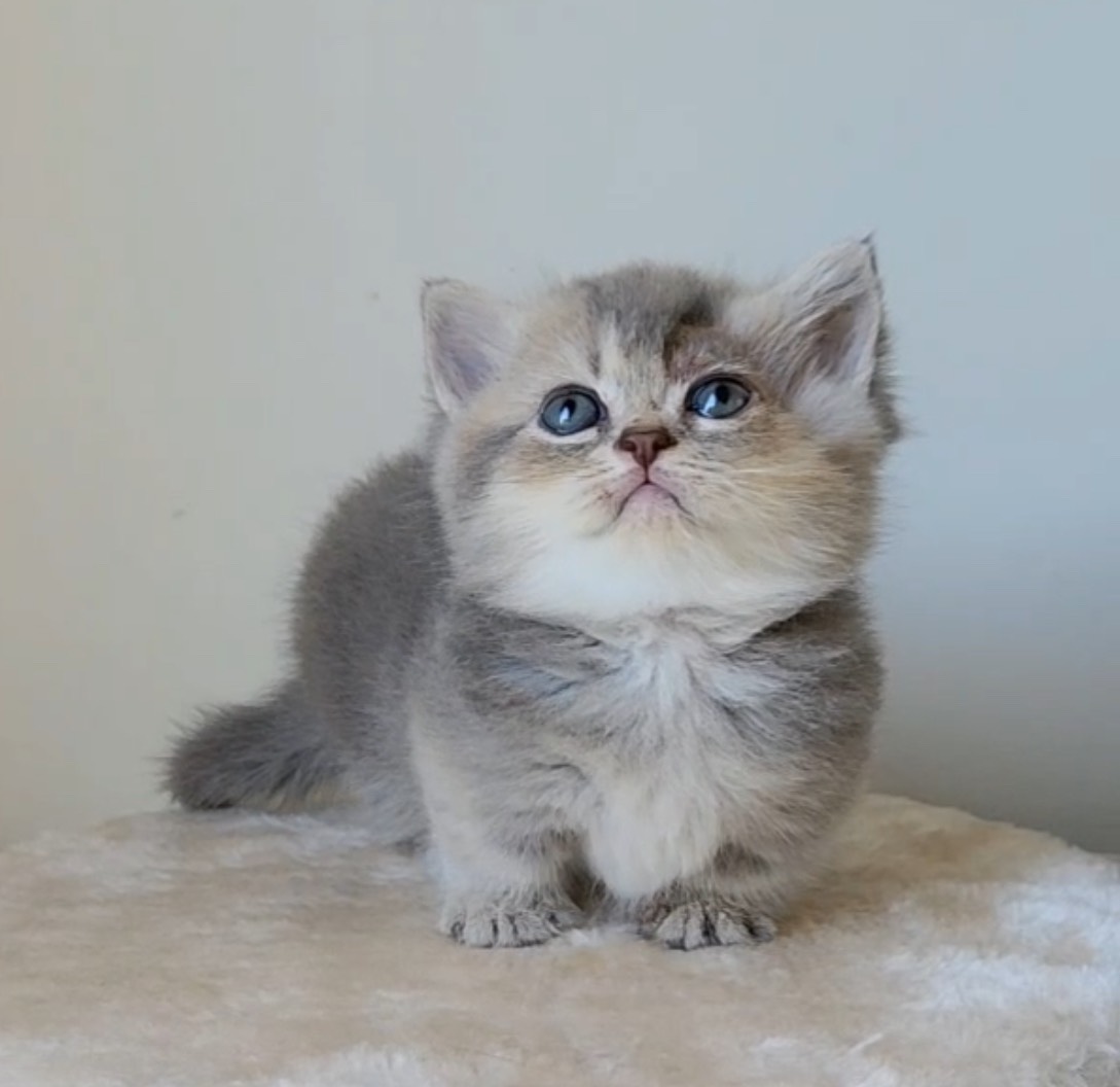 天使貓園／藍金漸層曼赤肯