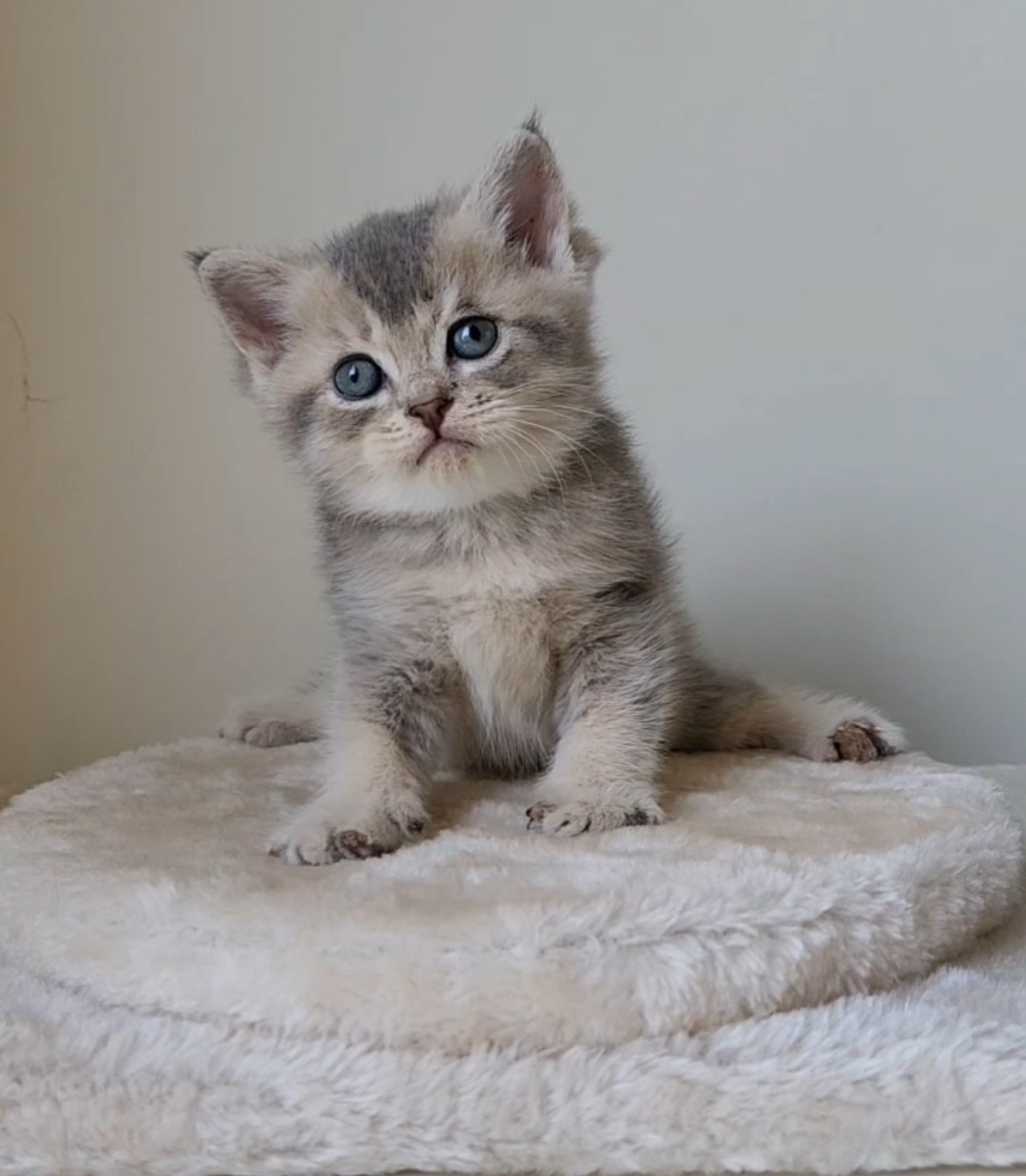天使貓園／藍金漸層英國短毛貓