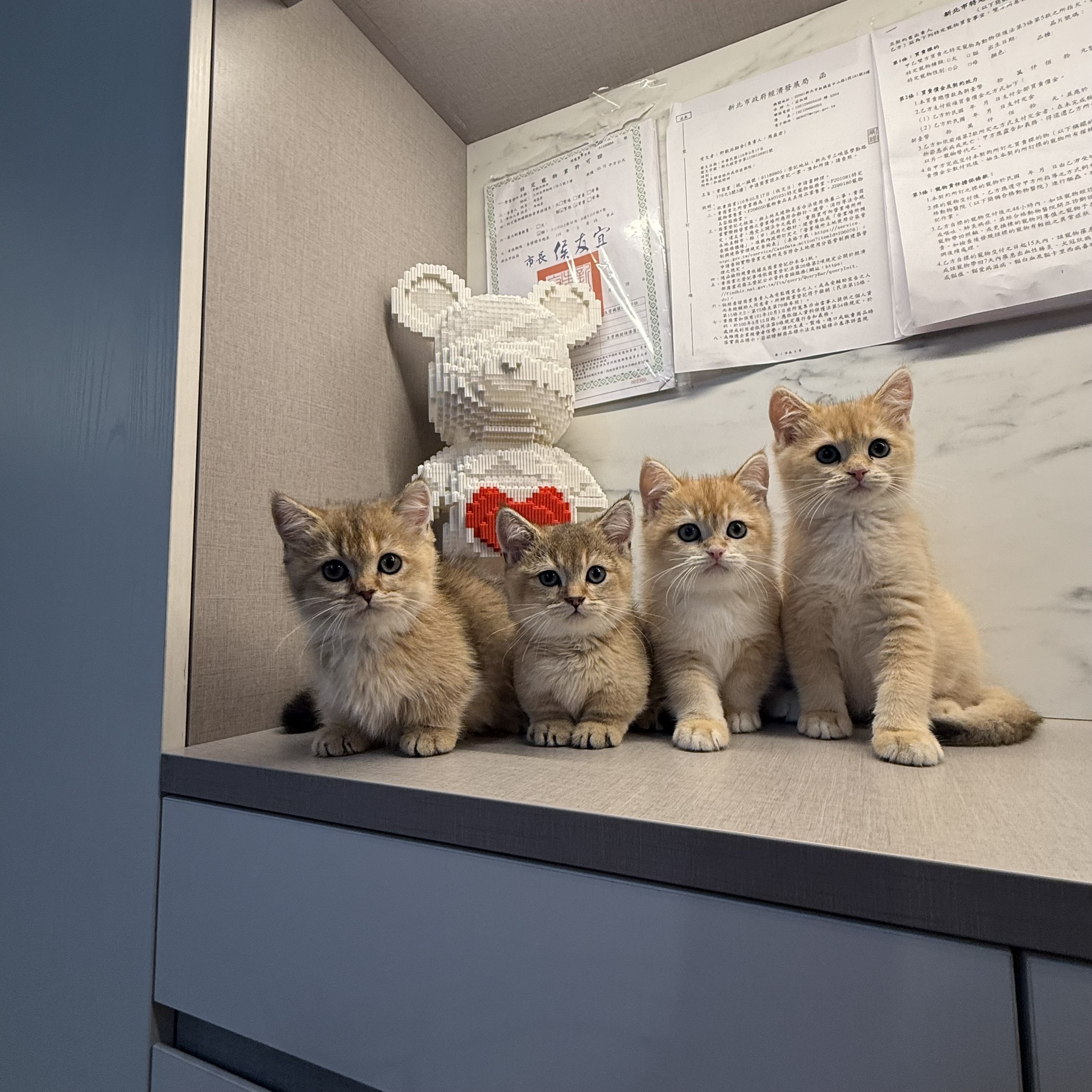 野獸派貓舍／金漸層英國短毛貓&金漸層曼赤肯