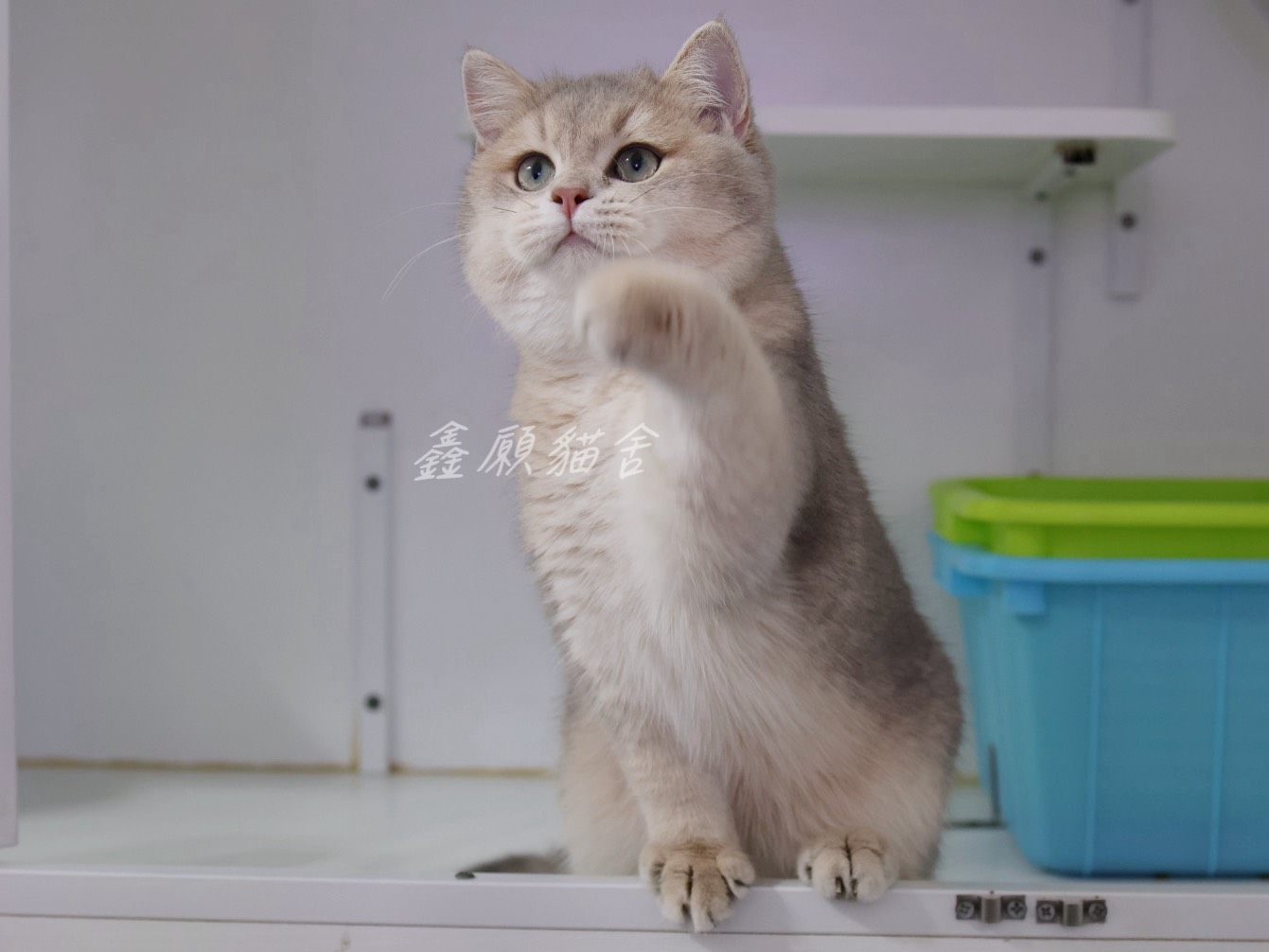 鑫願貓舍／藍金漸層英國短毛貓