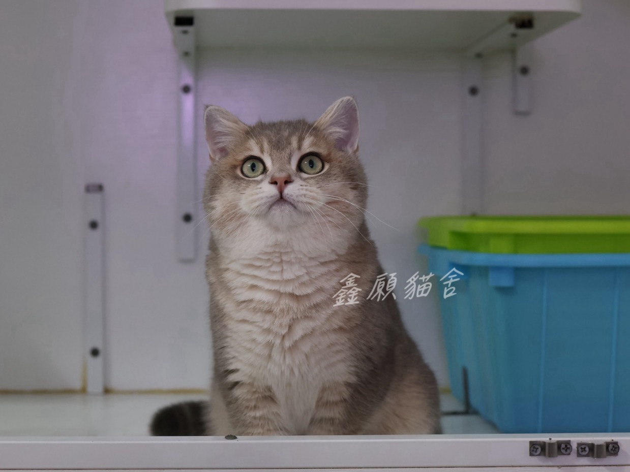 鑫願貓舍／藍金漸層英國短毛貓