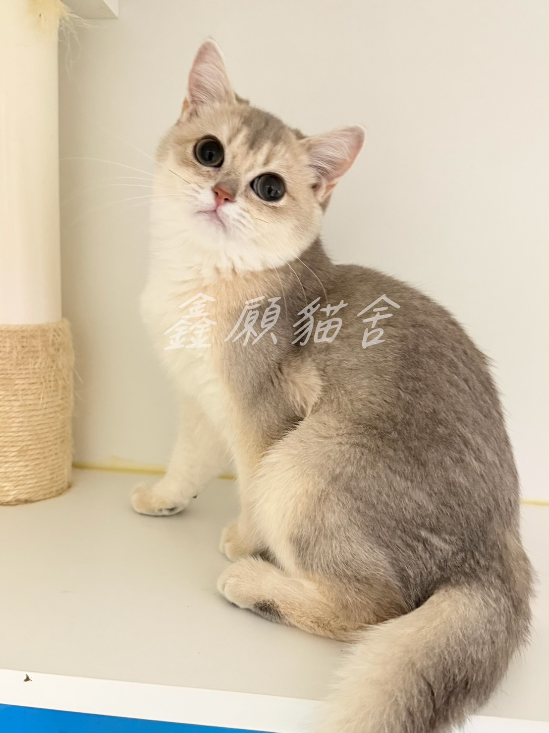 鑫願貓舍／藍金漸層英國短毛貓