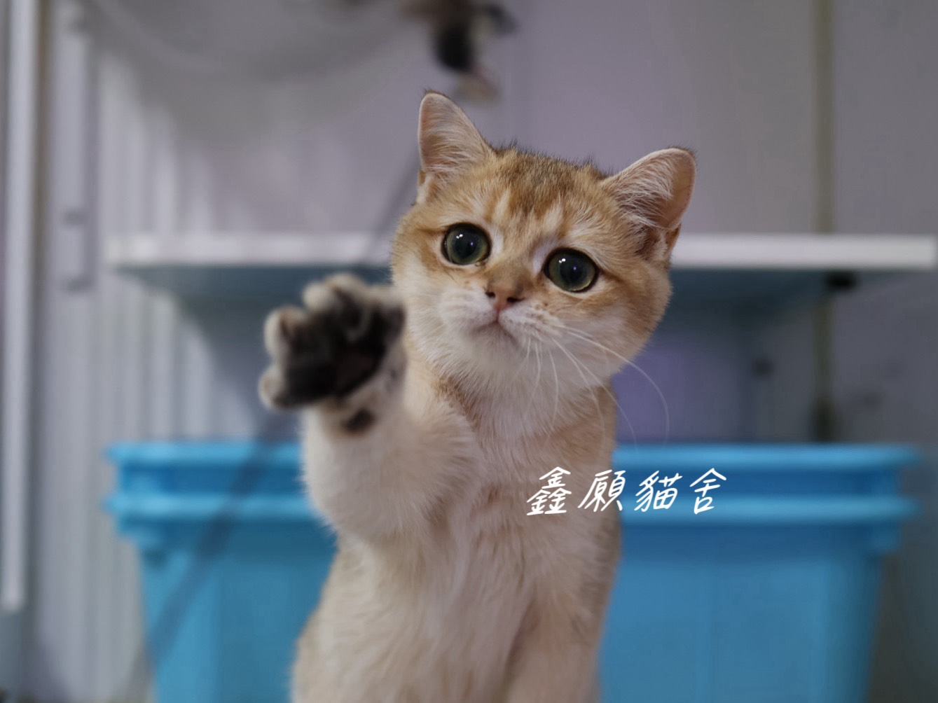 鑫願貓舍／金漸層英國短毛貓