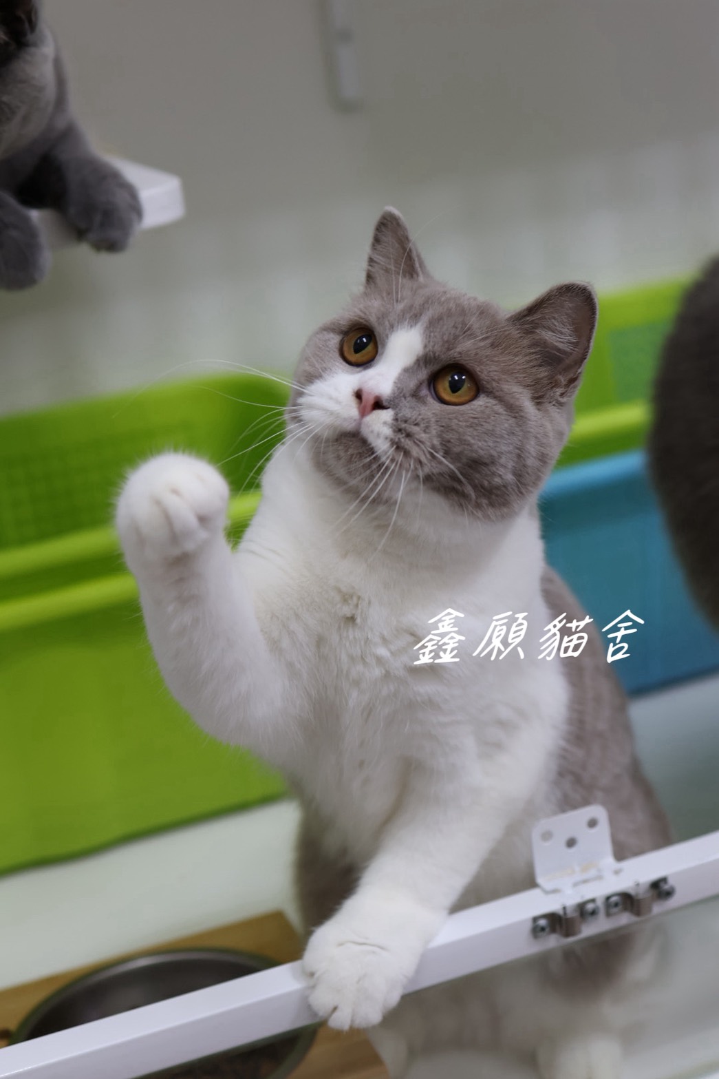 鑫願貓舍／紫丁香加白英國短毛貓