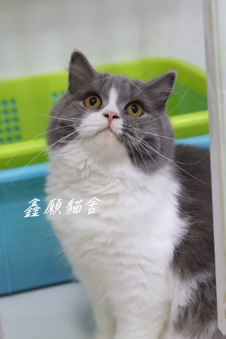 鑫願貓舍／藍白賓士英國長毛貓