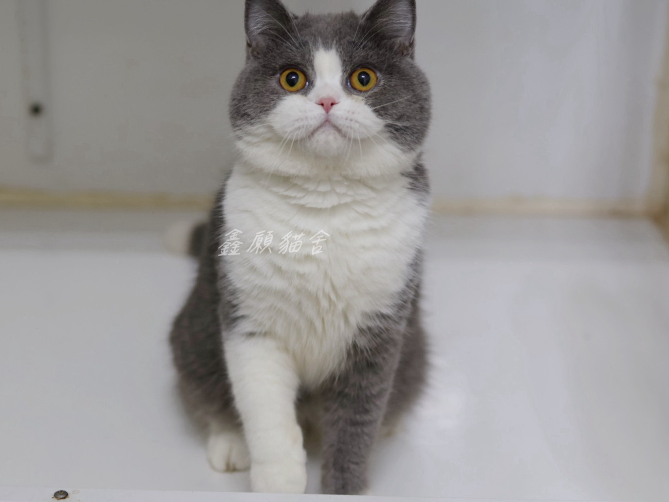 鑫願貓舍／藍白賓士英國短毛貓