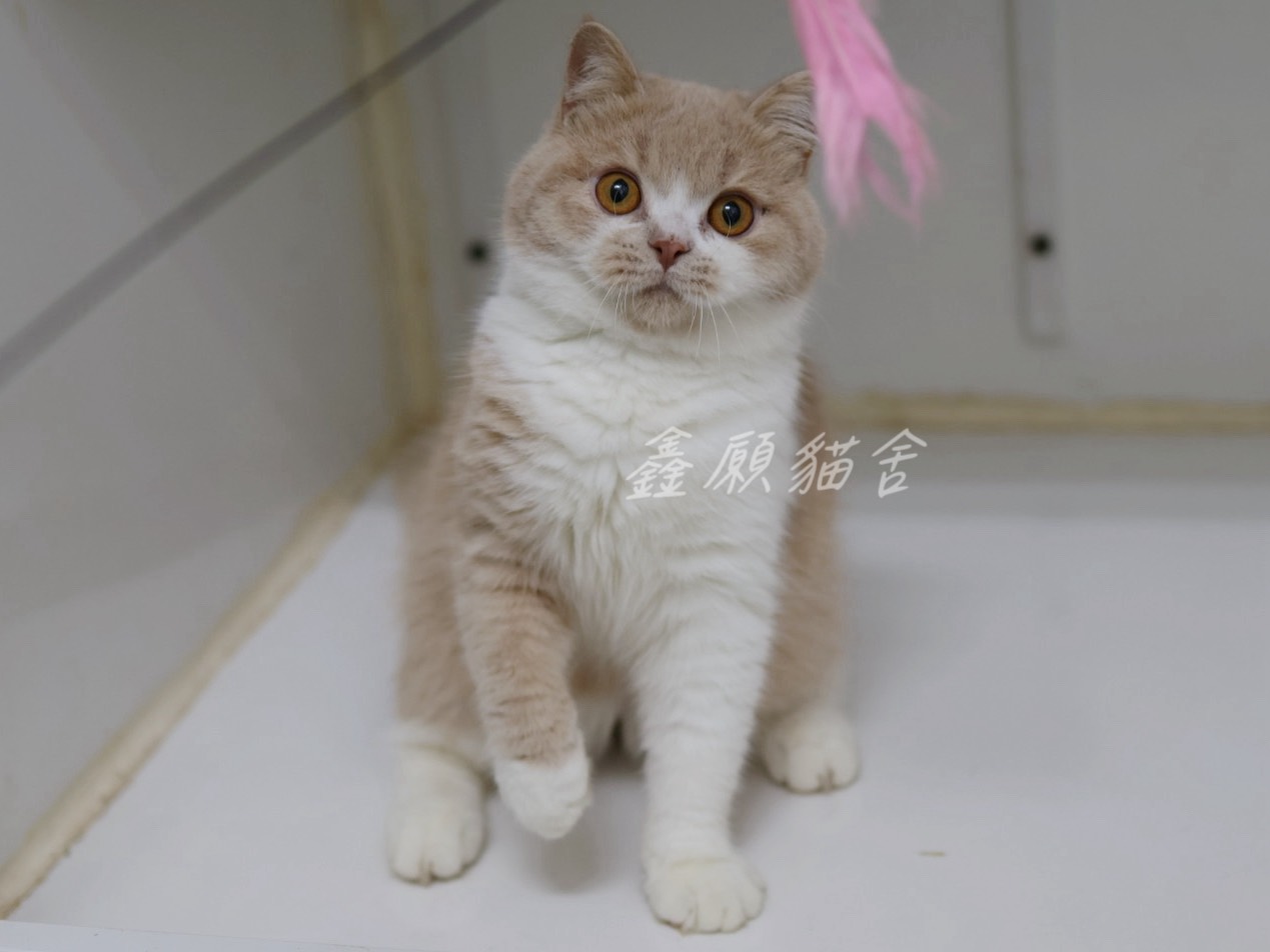 鑫願貓舍／奶油白色英國短毛貓