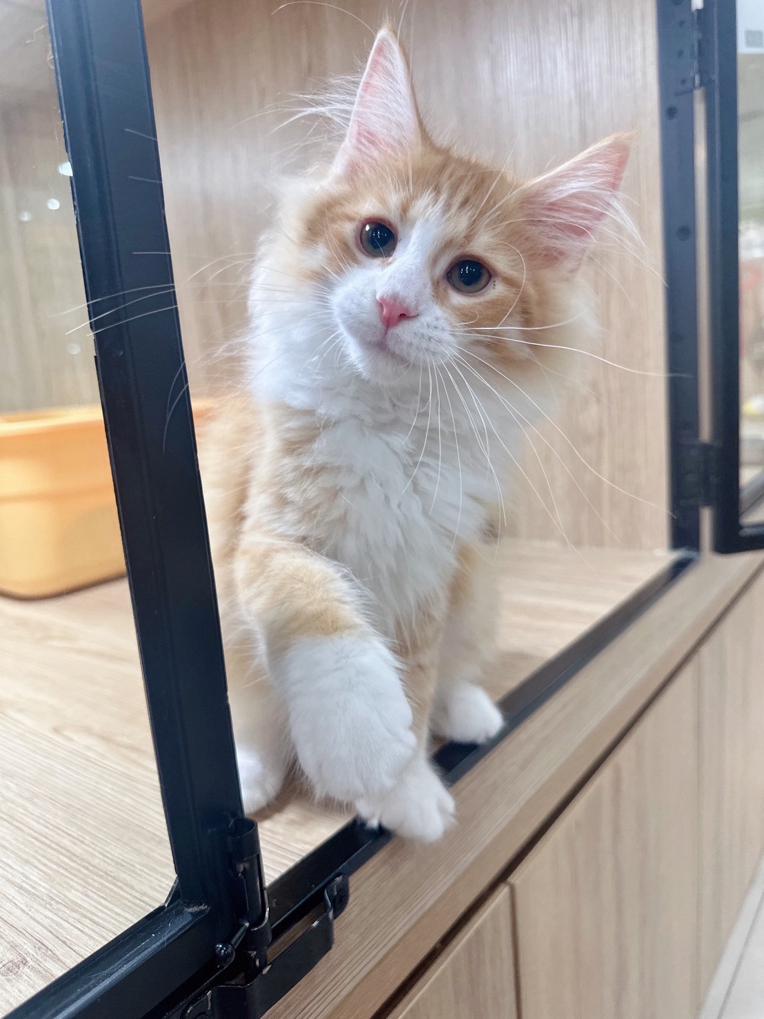 喜得貓社／橘白挪威森林貓