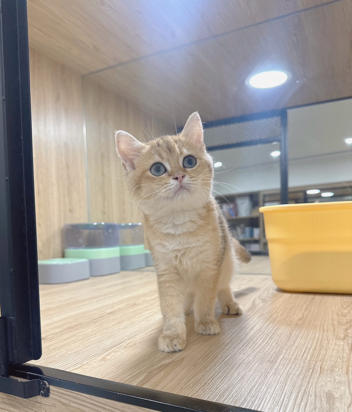 喜得貓社／金漸層英國短毛貓