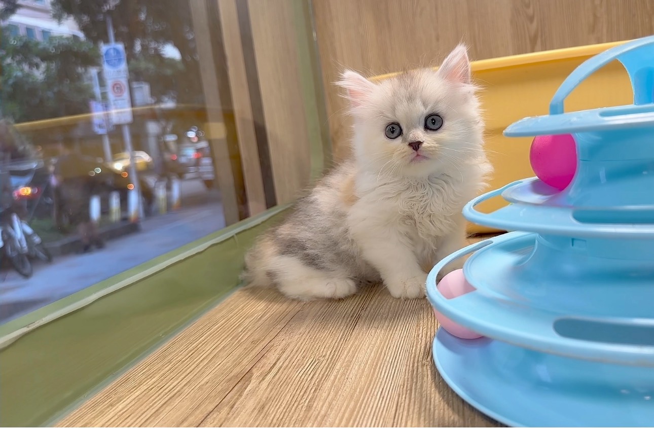 喜得貓社／三花英國長毛貓