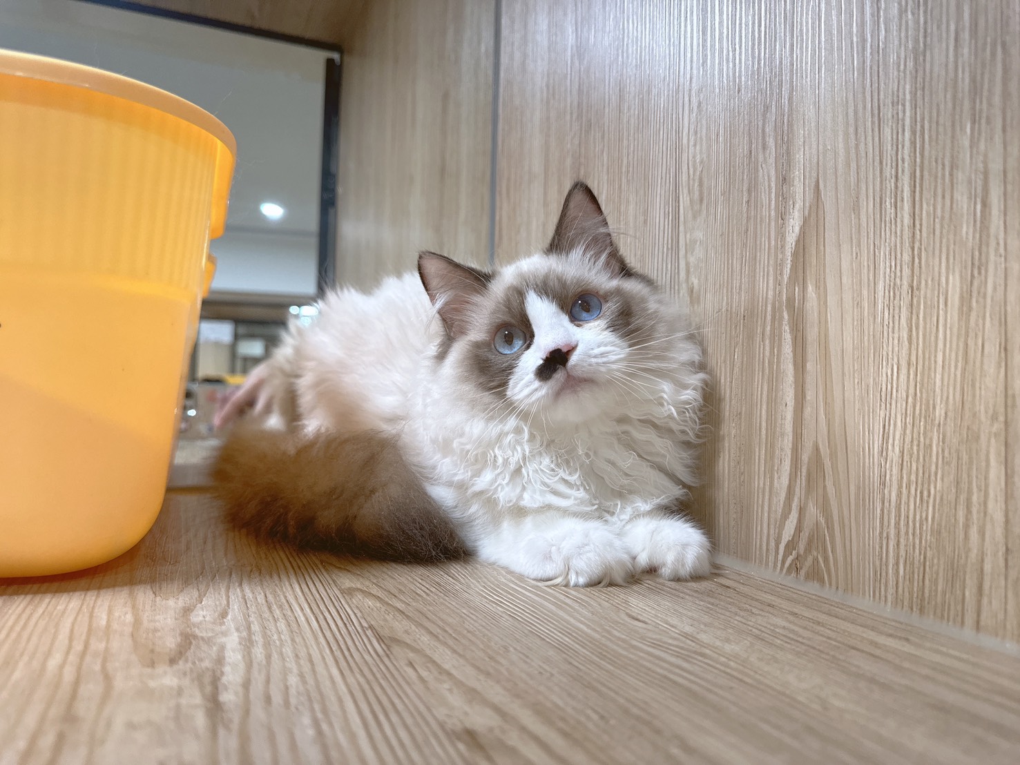 喜得貓社／雙色布偶貓